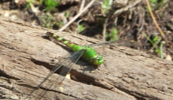 green dragonfly at Wompatuck State Park