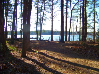 Beautiful grove at great pond