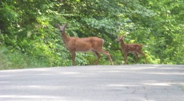 deer of Wompatuck State Park