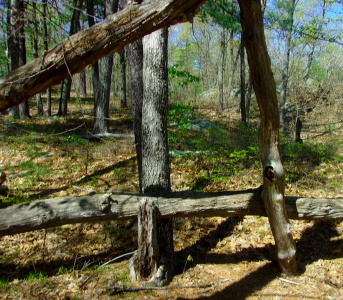 Natural seating at Bradford Torrey Sanctuary