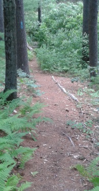 a blue blazed hiking trail at thaddeus chandler sanctuary