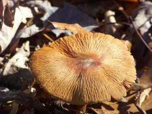 mushroom at cranberry pond conservation