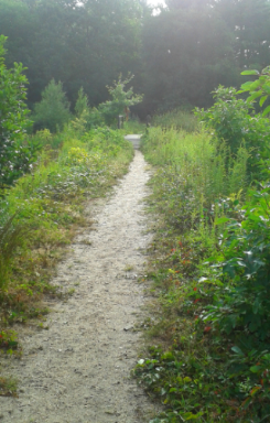 Sandy path crossing one of the bogs at duxbury bogs.