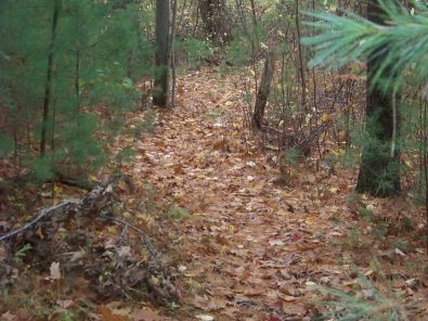 eel river woods hiking trail