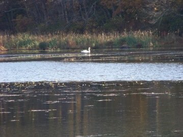 swan at forge pond in hanover