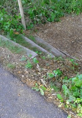 Rustic steps lead down from the sidewalk into the george ingram park in cohasset.