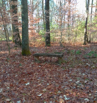 A bench at Twin Hawks Campsite in Hanson Veterans Memorial Town Forest.