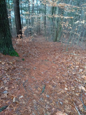 Hiking trail leading into a campsite area at Hanson Town Forest.