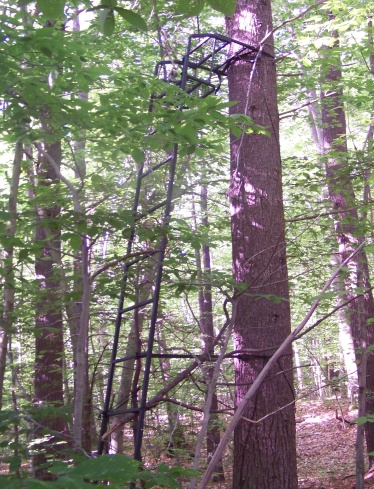 tree stand at edge of Burnt Plain Swamp