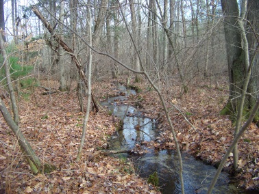 stream through whortleberry hollow